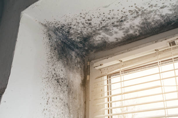 Affordable Basement Mold Removal solutions in McSherrystown, PA