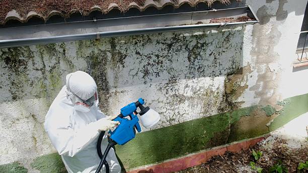 Trusted Mold Inspection service in McSherrystown, PA - Cheap Mold Removal